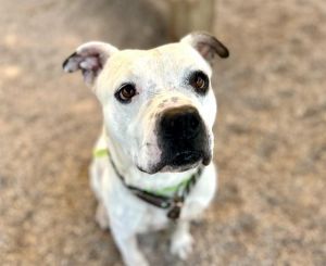 OWEN*, Adult Male American Bulldog