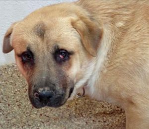 BRUNO(MADRIGAL*), Adult Male Chow Chow