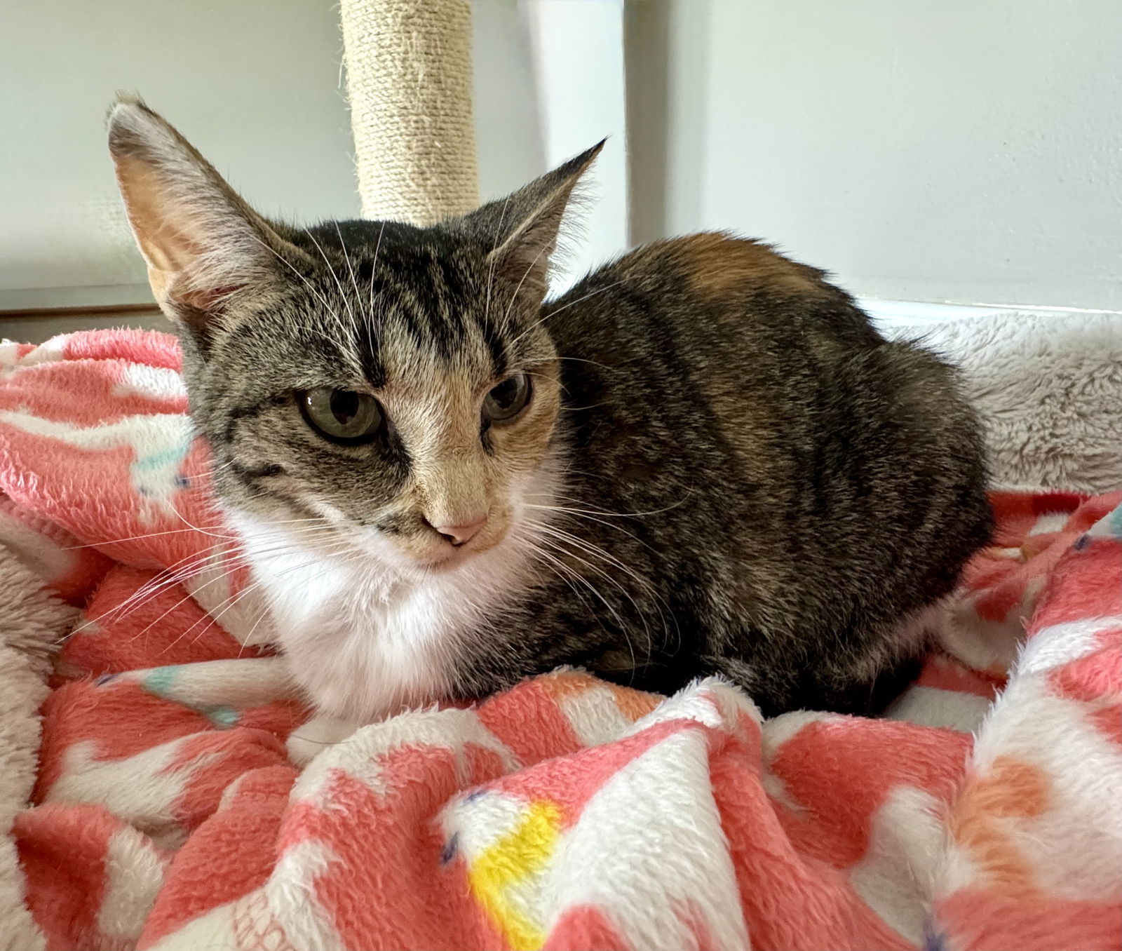 Marigold - Must Apply in Person !