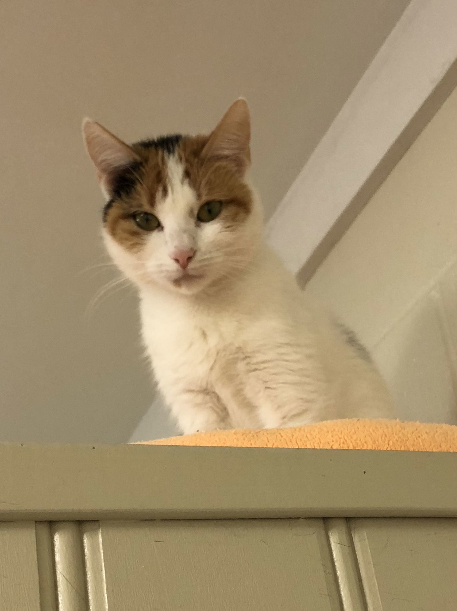 Sophie