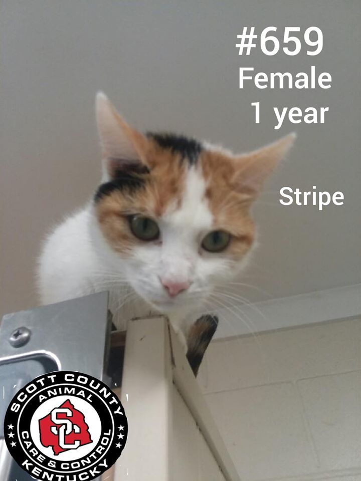 Sophie