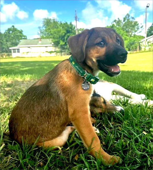 Bubba