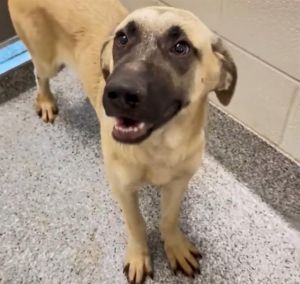 MARINA, Young Female Black Mouth Cur