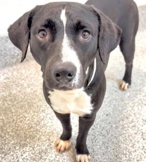 ALEXA, Young Female Labrador Retriever