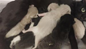 A636439, Baby Male Domestic Short Hair