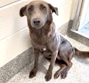 MOLLY, Young Female Labrador Retriever