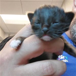 A636436, Baby Male Domestic Short Hair