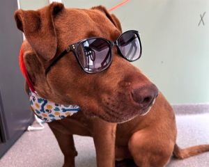 REMMICK, Adult Male Pit Bull Terrier