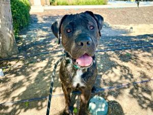 LINCOLN, Adult Male Mastiff