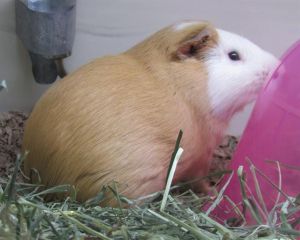SAMUARI, Adult Male Guinea Pig