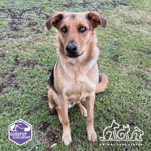 BEAR, Young Male German Shepherd Dog