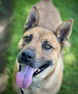 IRIS, Adult Female German Shepherd Dog