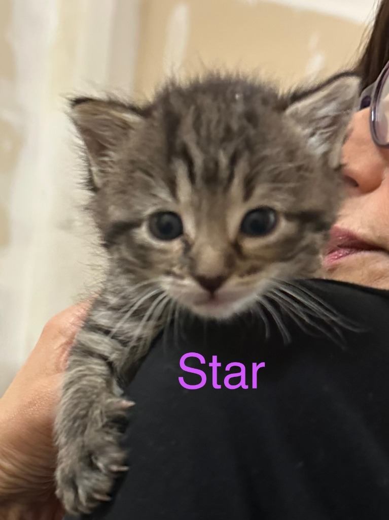 STAR Kitten (f)