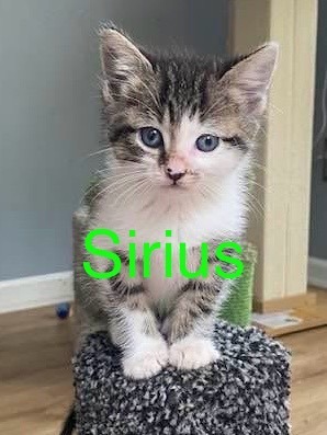 SIRIUS Kitten (m)