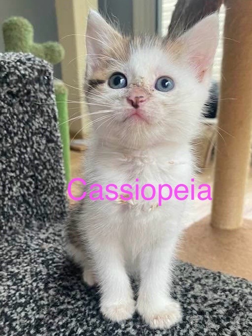 CASSIOPEIA Kitten (f)