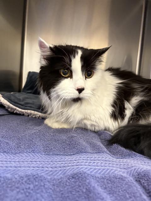 KUNI, an adoptable Ragdoll in Castaic, CA, 91384 | Photo Image 1