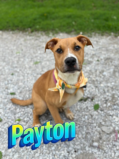 Payton 32484