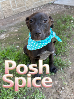 Posh Spice 32435