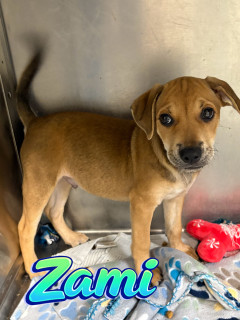 Zami 124669