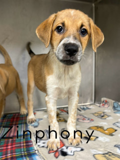 Zinphony 124669