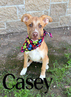 Casey 32460
