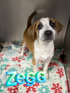 Zegg 124669