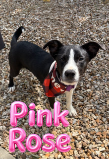 Pink Rose 124696