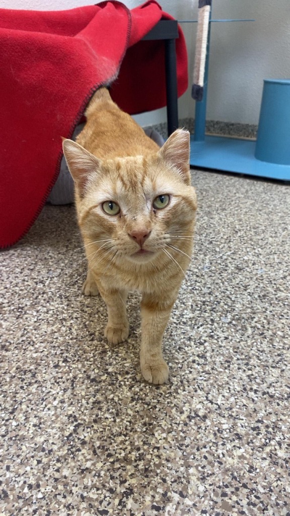 Julius, an adoptable Abyssinian in Pratt, KS, 67124 | Photo Image 1