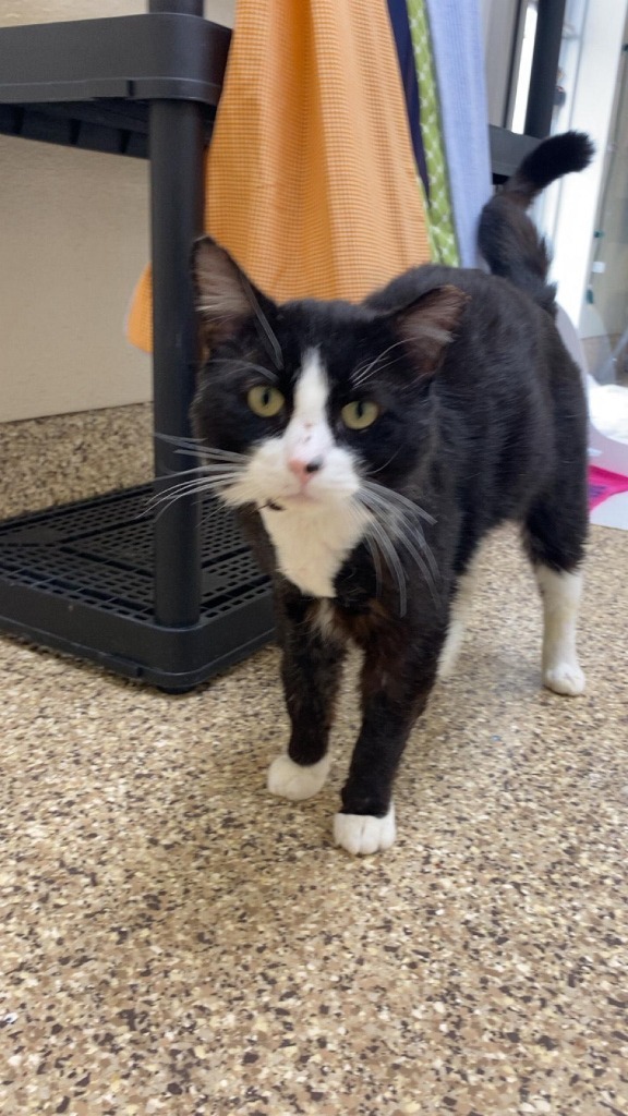 Panda, an adoptable Domestic Short Hair in Pratt, KS, 67124 | Photo Image 1