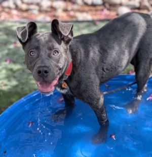 Lilo*, Adult Female Pit Bull Terrier