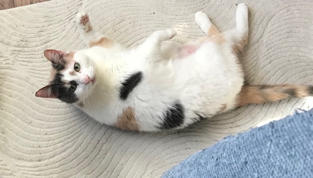 Missy