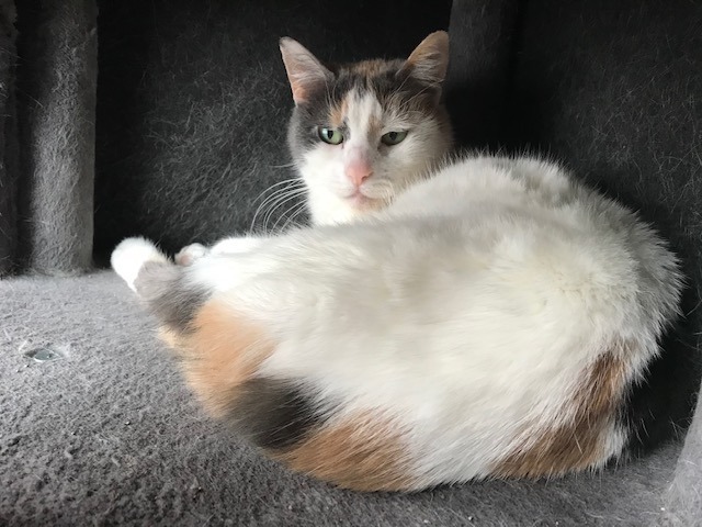 Missy