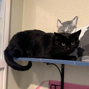 Jack Black Domestic Short Hair Cat
