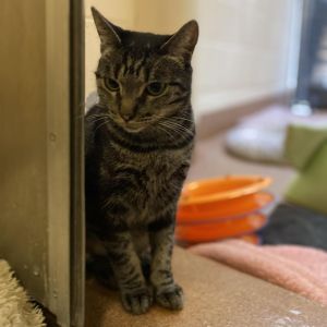 Queen Bed Domestic Short Hair Cat