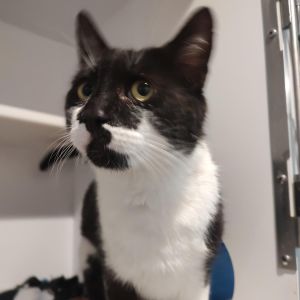 Gumball Domestic Short Hair Cat
