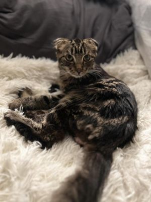 Wild Remedy Scottish Fold Cat