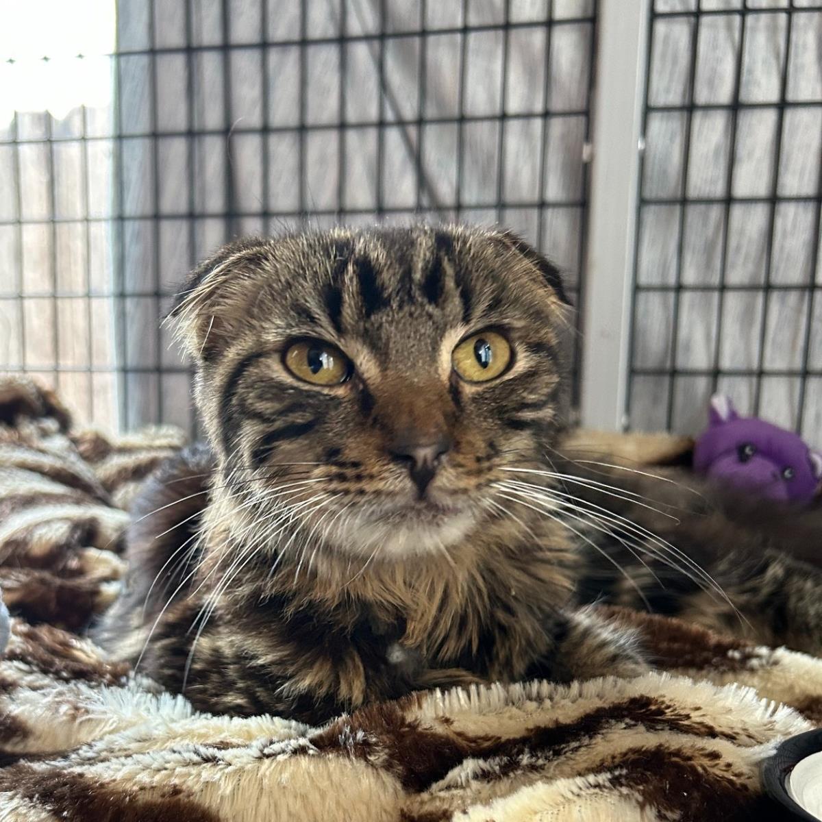 Wild Remedy, an adoptable Scottish Fold in Lincoln, CA, 95648 | Photo Image 2