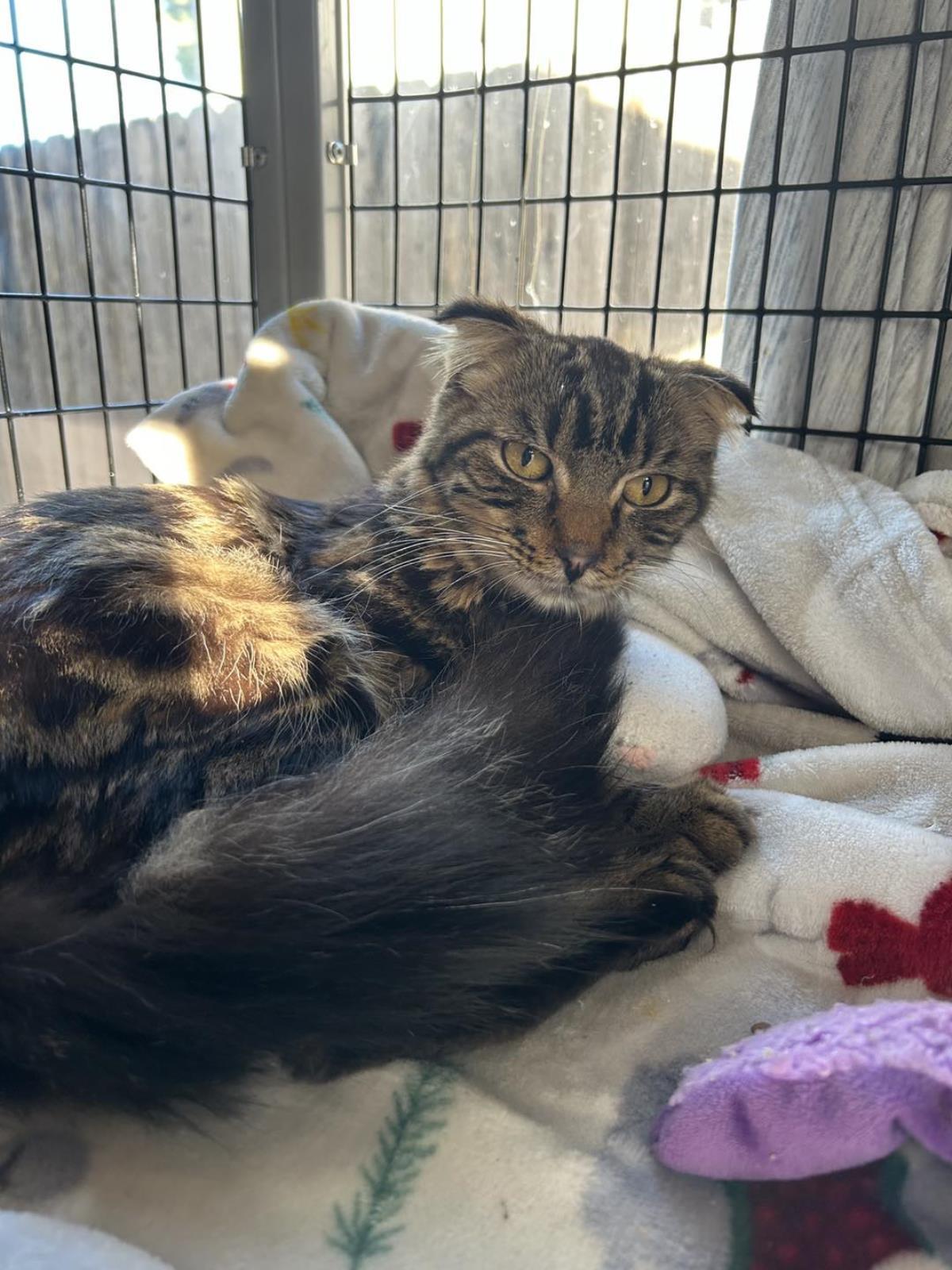 Wild Remedy, an adoptable Scottish Fold in Lincoln, CA, 95648 | Photo Image 3