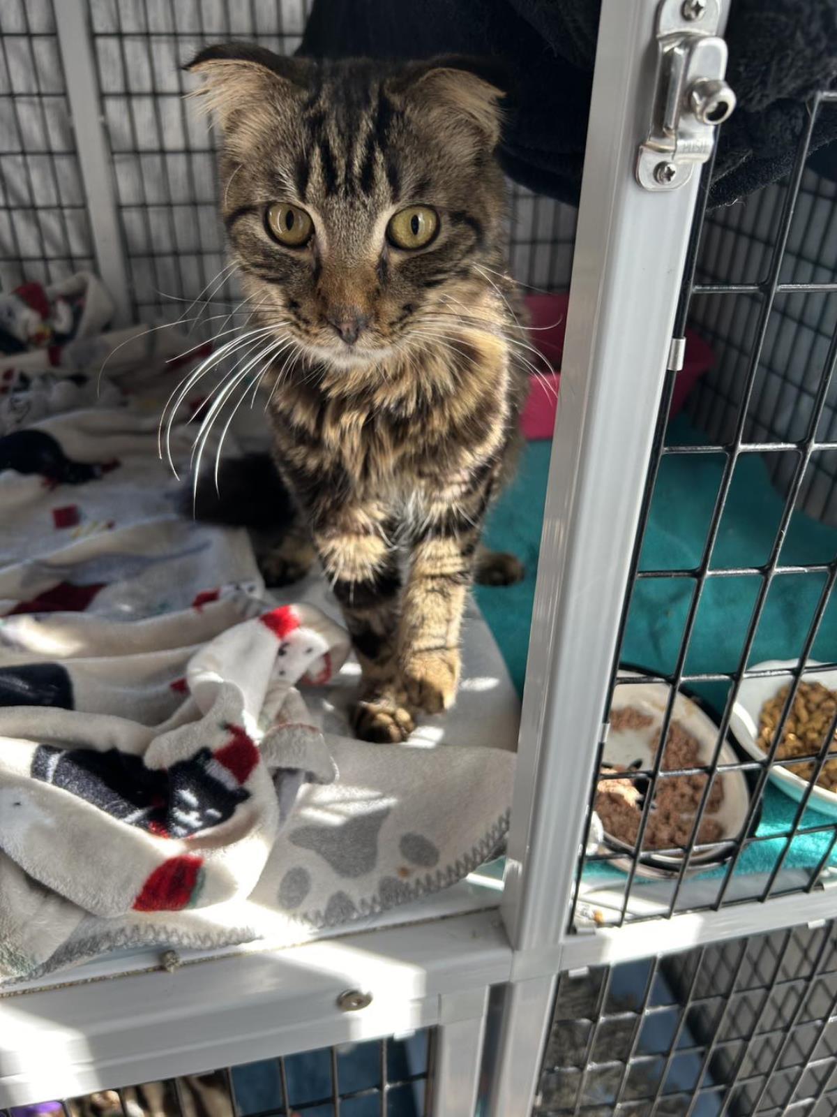 Wild Remedy, an adoptable Scottish Fold in Lincoln, CA, 95648 | Photo Image 4