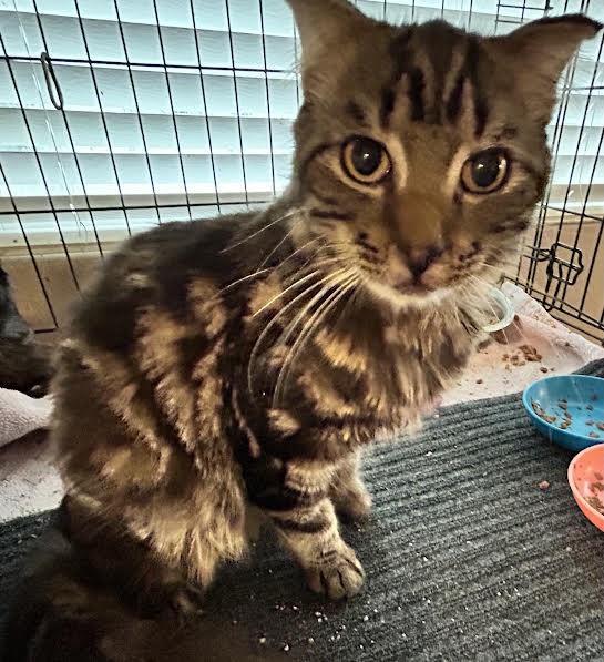 Wild Remedy, an adoptable Scottish Fold in Lincoln, CA, 95648 | Photo Image 5