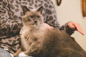 Hi Im Snowbelly The first thing youll notice about me is my stunningly handsome good looks I me