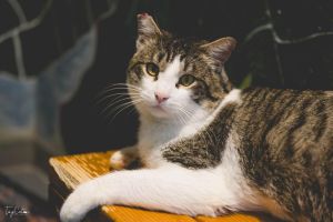 Theodore Domestic Short Hair Cat