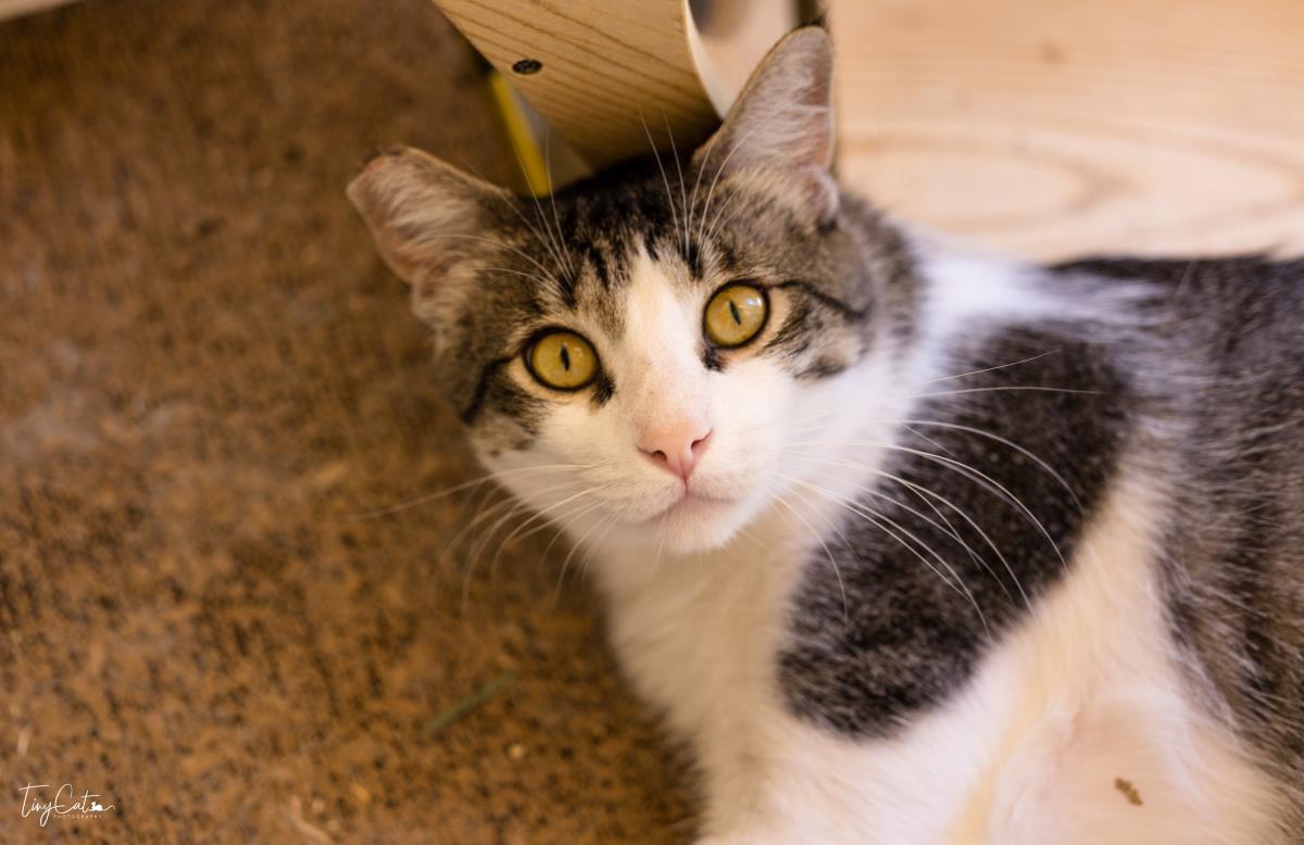 Theodore, an adoptable Domestic Short Hair in Lincoln, CA, 95648 | Photo Image 2