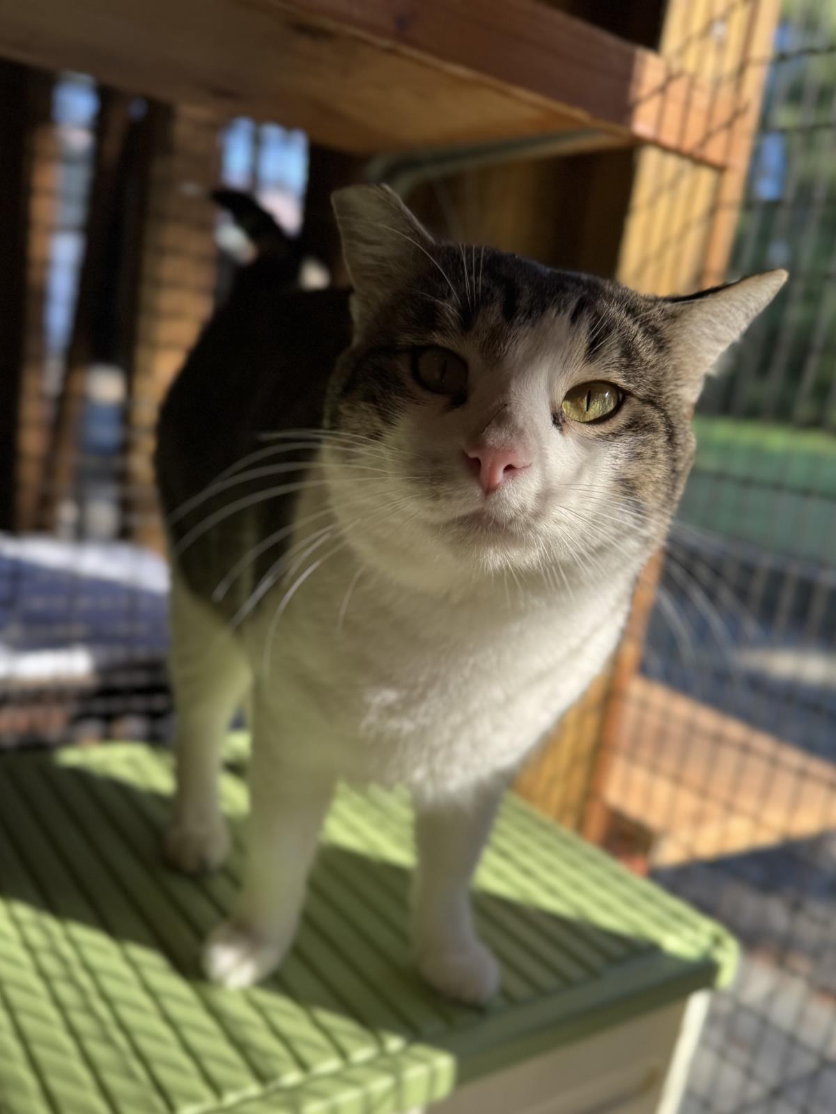 Theodore, an adoptable Domestic Short Hair in Lincoln, CA, 95648 | Photo Image 3