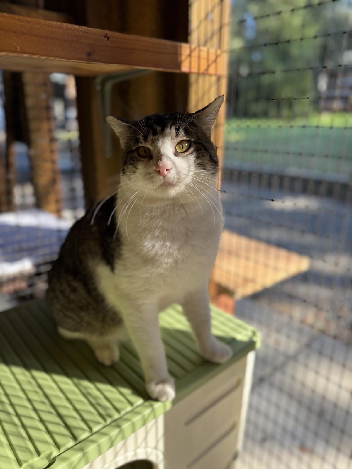 Theodore, an adoptable Domestic Short Hair in Lincoln, CA, 95648 | Photo Image 4