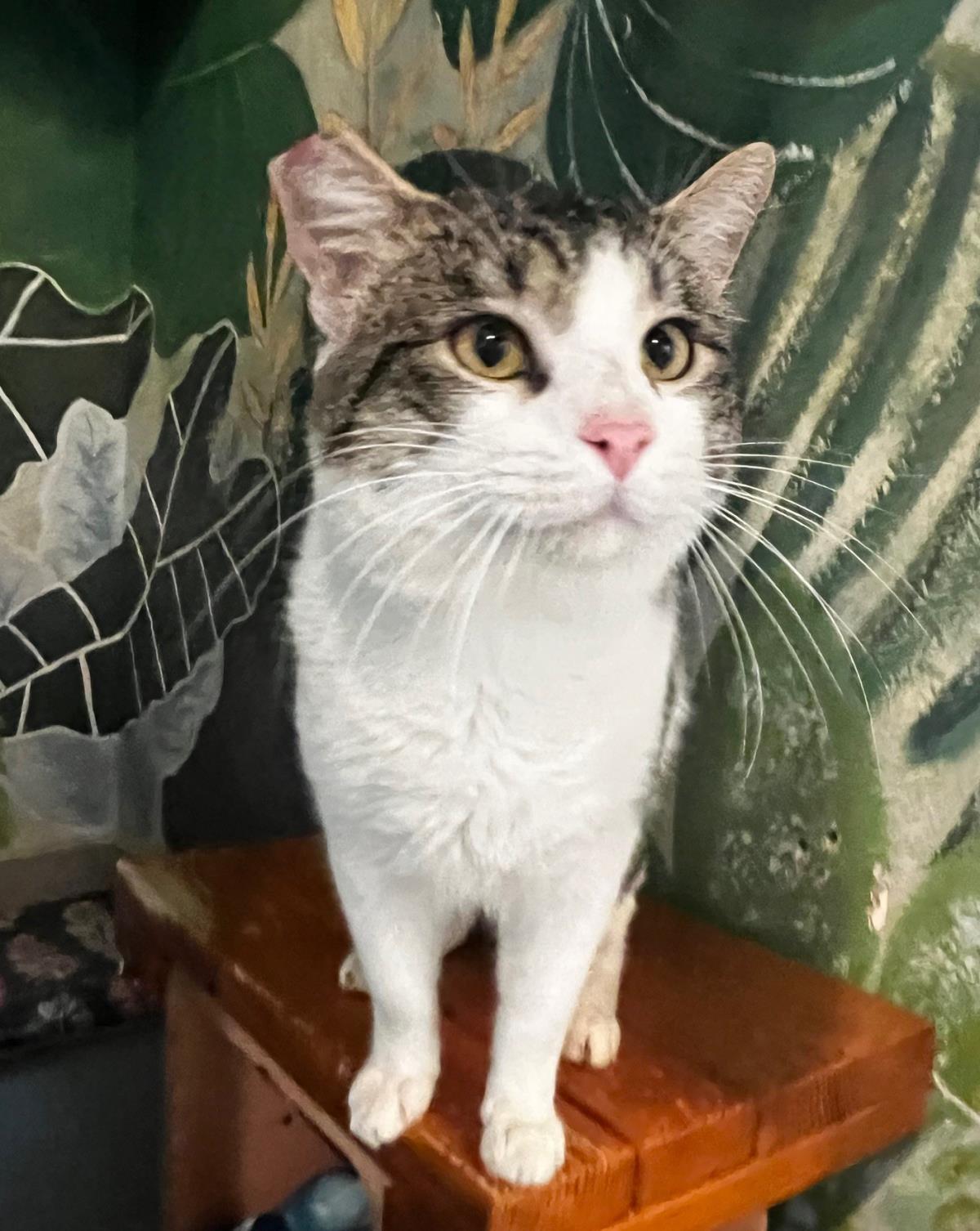 Theodore, an adoptable Domestic Short Hair in Lincoln, CA, 95648 | Photo Image 5