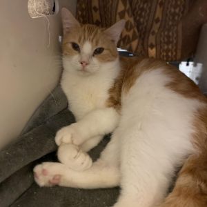 Looking for an incredibly sweet and gentle cat who just needs a little extra time to feel comfortabl