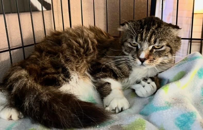 Dragon''s Egg, an adoptable Scottish Fold, Domestic Medium Hair in Lincoln, CA, 95648 | Photo Image 1