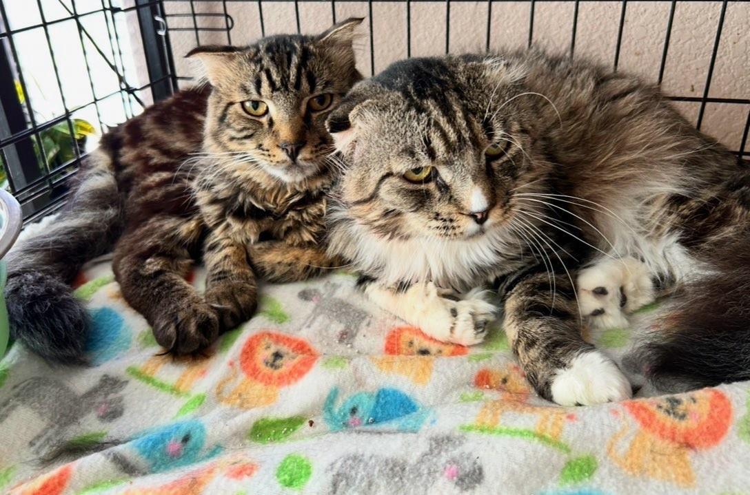 Dragon''s Egg, an adoptable Scottish Fold, Domestic Medium Hair in Lincoln, CA, 95648 | Photo Image 2