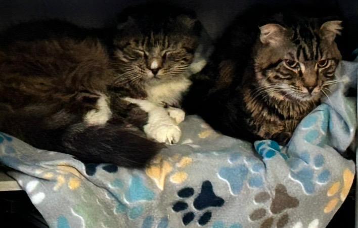 Dragon''s Egg, an adoptable Scottish Fold, Domestic Medium Hair in Lincoln, CA, 95648 | Photo Image 3